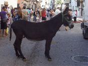 Burro-Taxi.