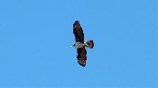 Aguila