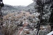 Olocau enfarinat
