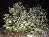 Arbres enfarinats