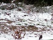 Animalets envoltats de neu
