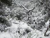 Arbres nevats