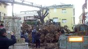 Plant� de la foguera